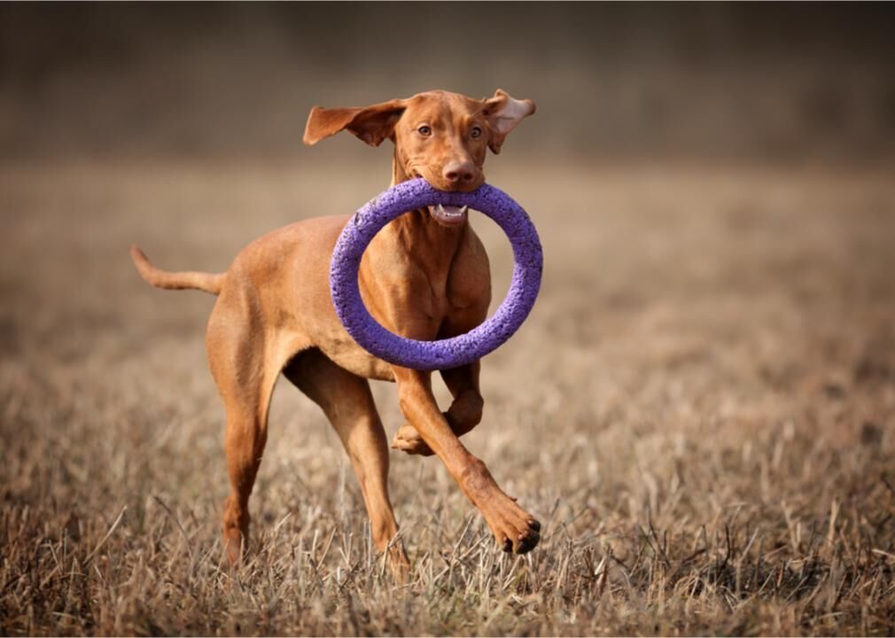 #5. Vizsla